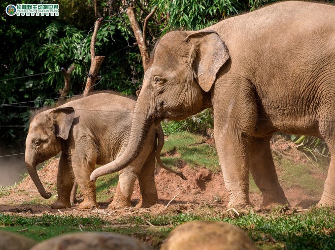長(zhǎng)隆野生動(dòng)物園 長(zhǎng)隆野生動(dòng)物園